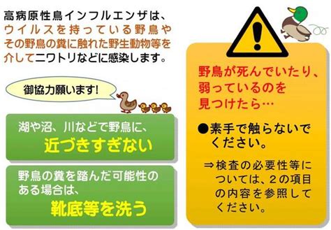 鳥 死亡|死亡野鳥（野鳥における鳥インフルエンザ）の対応について 